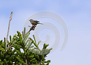 Closeup of a Boreal Chickadee perched on top of a pine tree