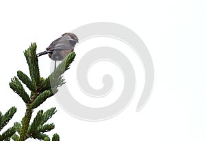 Closeup of a Boreal Chickadee, white background