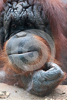 Closeup of bornean orangutan