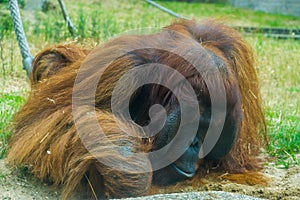 Closeup of a bornean orangutan, great ape from Asia, Critically endangered animal specie