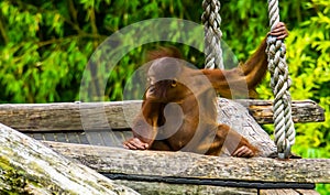 Closeup of bornean orangutan infant, tropical primate, critically endangered animal specie from borneo