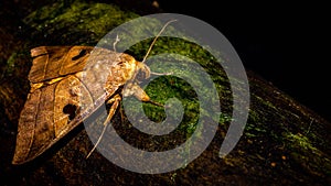 Closeup of Borneo moth Allagrapha aerea photo