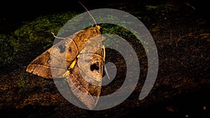 Closeup of Borneo moth Allagrapha aerea photo