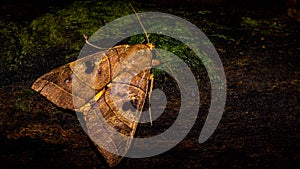 Closeup of Borneo moth allagrapha aerea photo