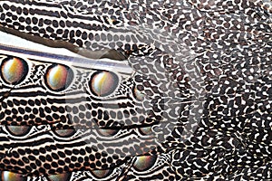 Closeup of borneo pheasant feathers