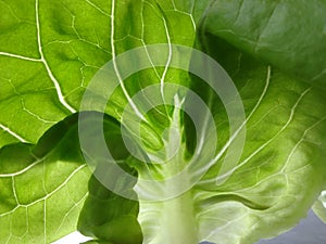 Closeup of Boston Bibb Lettuce Leaves Background photo