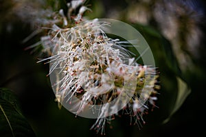 Closeup of a Bottlebrush buckeye plant, Aesculus parviflora