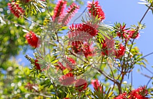 Closeup of Bottlebrush Tree Blooms