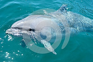 Closeup bottlenosed dolphin