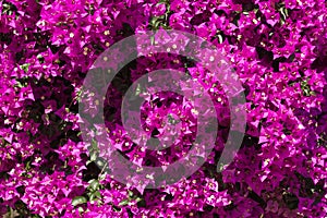 Closeup of Bougainvillea flowers