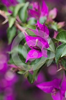 Closeup of a bougainvillea plant with purple flowers