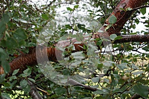 Closeup Bough with leaves