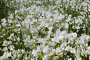 Closeup of a bountiful field of snow white meadowfoam Limnanthes douglasii nivea, a wildflower