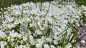 Closeup of a bountiful field of snow white meadowfoam Limnanthes douglasii nivea, a wildflower