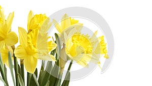 Closeup bouquet of flowers daffodils, yellow narcissus isolated on white.