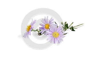 Closeup of bouquet of Michaelmas daisies isolated on white