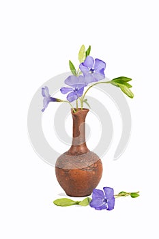 Closeup bouquet of Vinca minor in the clay jug