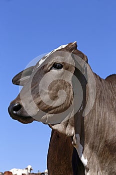 Closeup of bovine head under blue sky in background