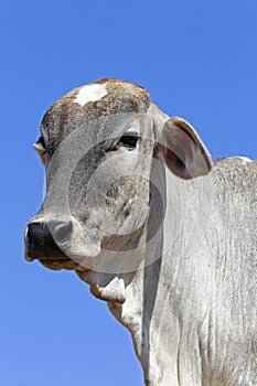 Closeup of bovine head under blue sky in background