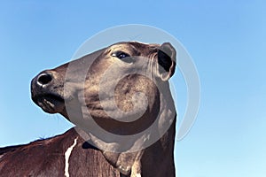 Closeup of bovine head under blue sky in background