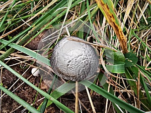 Closeup of Bovista plumbea mushroom in the grass