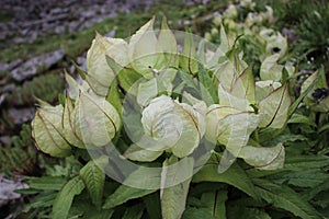 Closeup of brahma kamal / Saussurea obvallata plant in himalaya. photo
