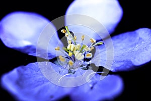 Closeup of branch with Apple blossoms isolated on dark background