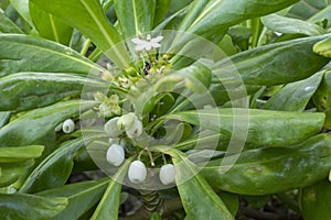 Closeup branch of beach cabbage