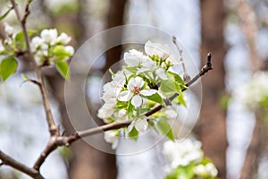 Closeup branch with beautiful blooming pear tree flowers in garden