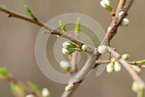 Closeup branch with beautiful blooming pear tree flowers in garden