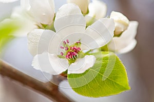 Closeup branch with beautiful blooming pear tree flowers in garden