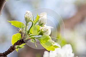 Closeup branch with beautiful blooming pear tree flowers in garden