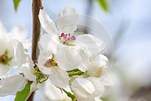 Closeup branch with beautiful blooming pear tree flowers in garden