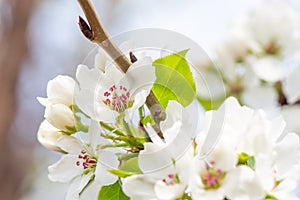 Closeup branch with beautiful blooming pear tree flowers in garden
