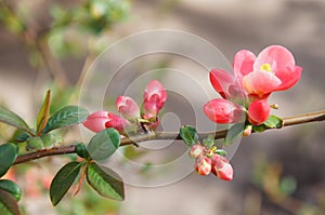 Closeup of branch with beautiful bloosoming pink flowers