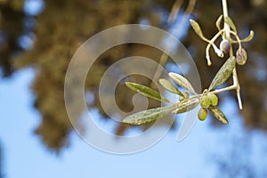 Closeup branch of beautiful olive tree showing fruits and leaves with green tree bokeh and blue sky background on sunshine day