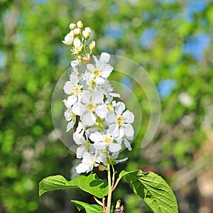 Closeup of branch of bird cherry