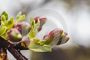 Closeup of Branch of blossoming tree after the spring rain