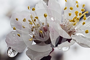 Closeup of Branch of blossoming tree after the spring rain