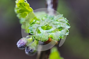 Closeup of Branch of blossoming tree after the spring rain