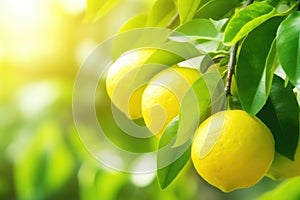 Closeup of a branch of citrus tree with green leaves and lemons growing on branch.