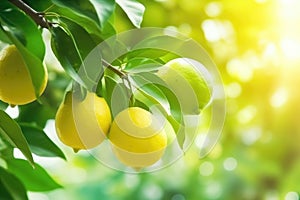 Closeup of a branch of citrus tree with green leaves and lemons growing on branch.