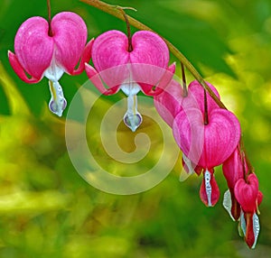 branch full of red Bleeding Hearts in Spring photo