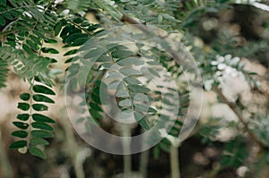 Closeup of a branch with green leaves photo