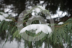Closeup of branch of Lawson cypress covered with snow in January