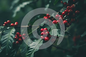 closeup of branch of red coffee beans growing on plantation