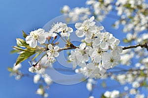 Closeup of branch with spring blossoms on blue sky