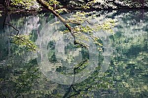 Closeup of branch of tree reflecting in the water of a lake