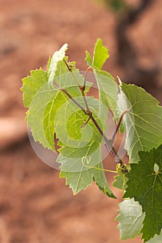 Closeup of a branch with vine leaves in summer