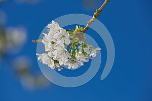 Closeup of a branch of white apple blossoms against a blue sky background. Low angle of delicate blossoming fruit tree